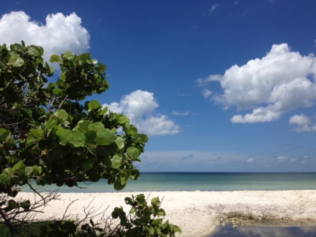 Tropical Tradewinds
