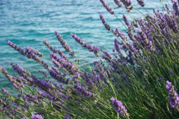 Lavender Coast Massage
